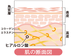 肌の断面図